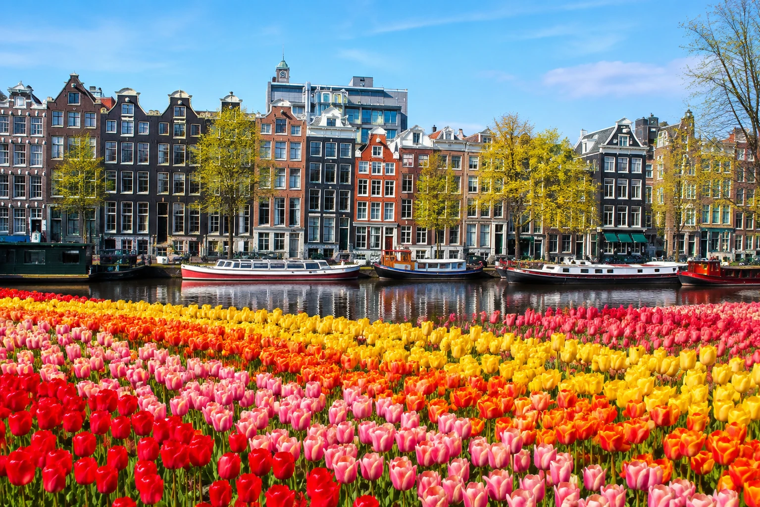 Amsterdam's canal houses beside a tulip field in full bloom
